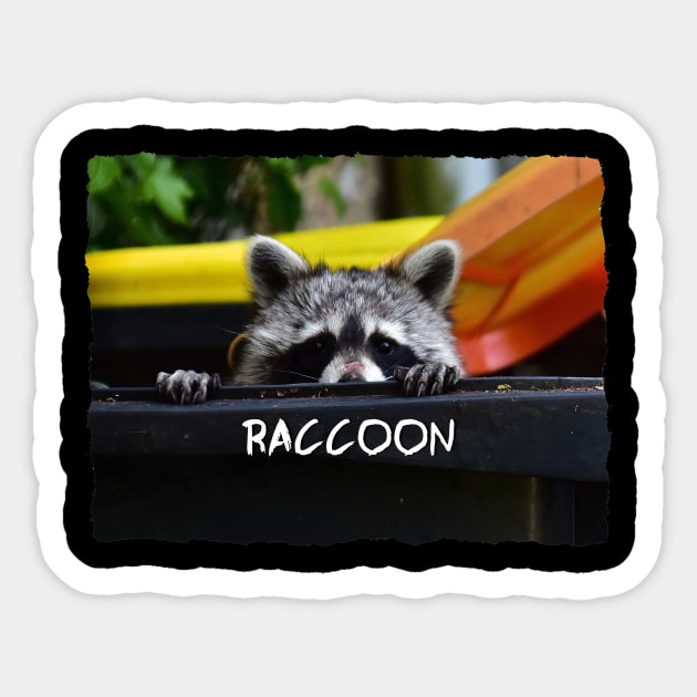 Raccoon Sticker by DeVerviers